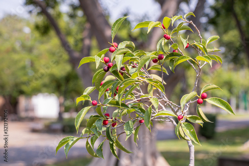 Weeping Fig tree or Benjamin Fig in a garden.(Ficus benjamina)