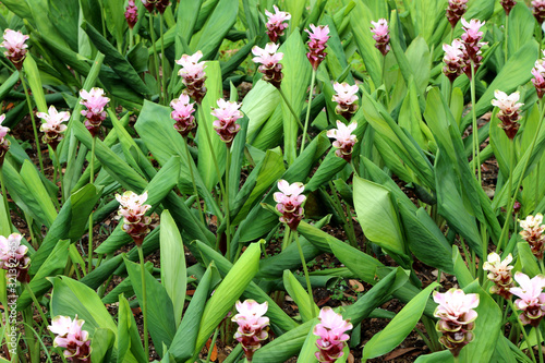 Siam tulip in the green garden background