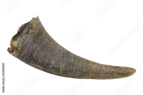 Obraz na płótnie black buffalo horn isolated on white background