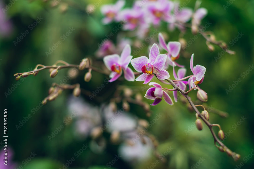 Beautiful blooming pink phalaenopsis orchid flowers Beautiful blooming pink phalaenopsis orchid flowers