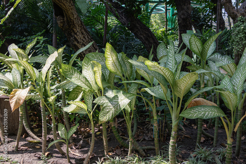 Close up Dumb canes plant in a garden.(Dieffenbachia amoena or Mother-in-law's tongue plant)