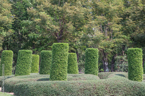 Green trees trimmed cylinder shape in the park.