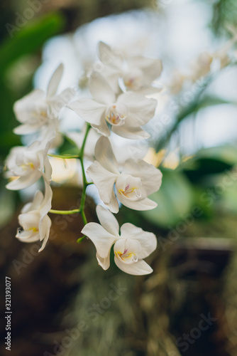 Fototapeta Naklejka Na Ścianę i Meble -  Beautiful blooming white phalaenopsis orchid flowers
