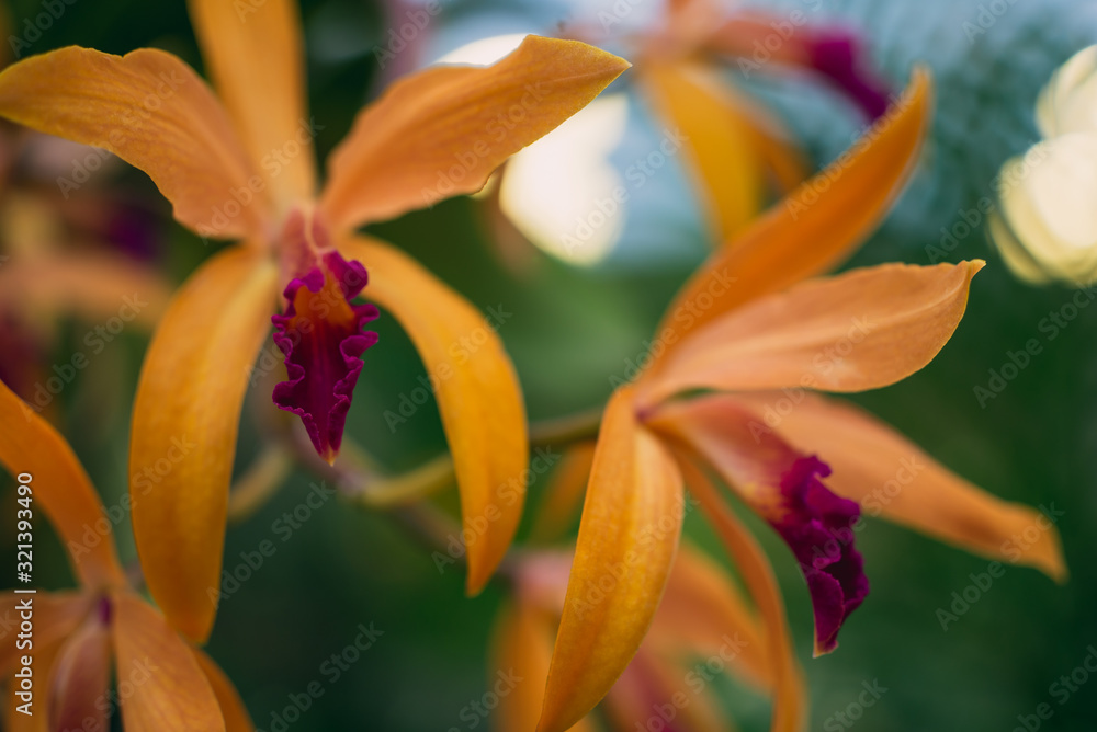 Beautiful delicate orange orchid flower blooms Beautiful delicate orange orchid flower blooms