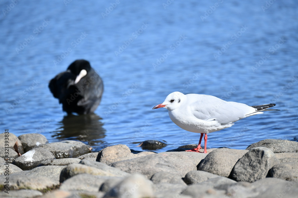 Obraz premium ゆりかもめ