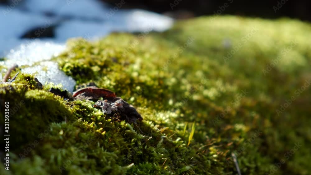 A close up shot of moss and snow within a woodsy forest scene. Shallow depth of field, room for text, slow pan, natural bright outdoor backyard. Twigs, branches, and leaves blowing in the wind A close up shot of moss and snow within a woodsy forest scene. Shallow depth of field, room for text, slow pan, natural bright outdoor backyard. Twigs, branches, and leaves blowing in the wind