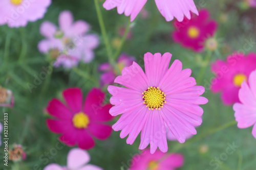 Bright flowers in the garden in the evening.