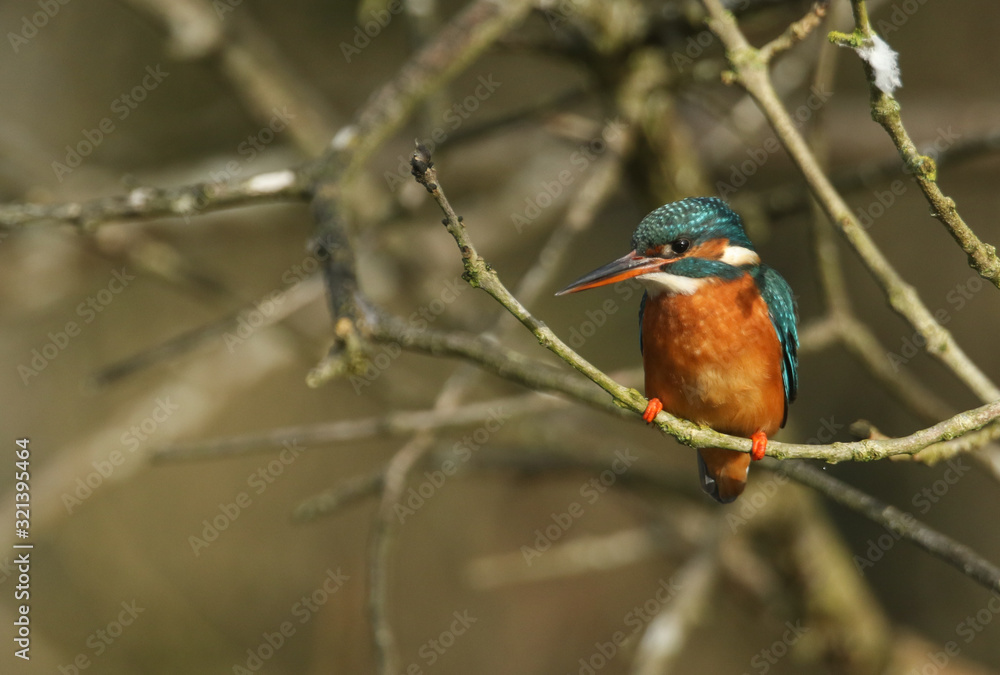 A beautiful hunting Kingfisher, Alcedo atthis, perching on a twig that is growing over a river. It has been diving into the water catching fish to eat. A beautiful hunting Kingfisher, Alcedo atthis, perching on a twig that is growing over a river. It has been diving into the water catching fish to eat.