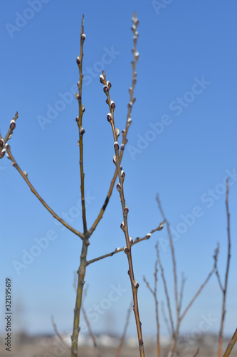 Willow branch with blooming leaves.