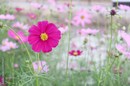 Bright flowers in the garden in the evening.