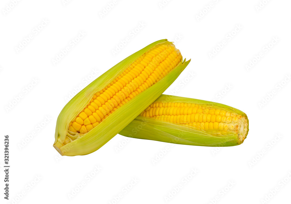 The two fresh yellow corn and green shell leaf peeling, isolated image on white background, die cut with clipping path The two fresh yellow corn and green shell leaf peeling, isolated image on white background, die cut with clipping path
