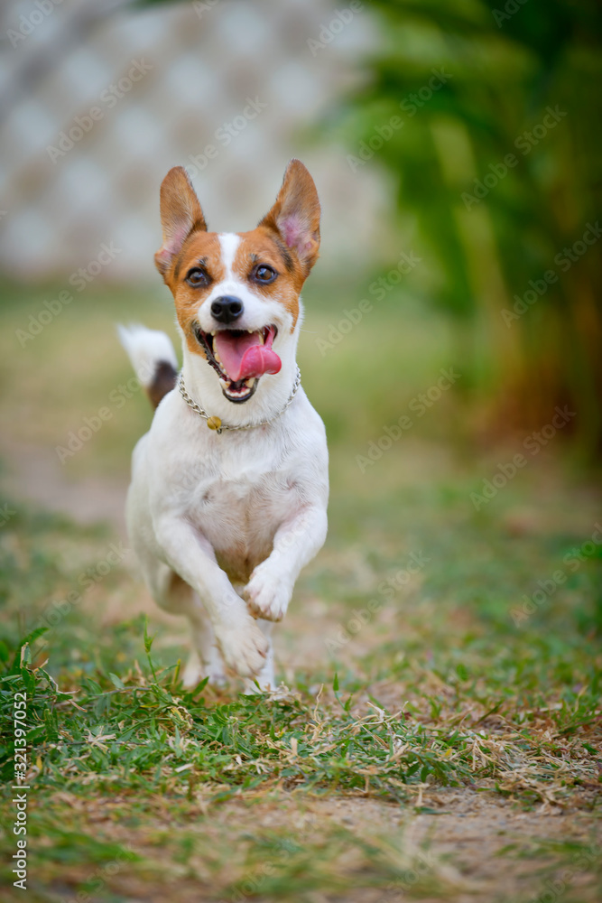 Jack Russell Terrier dog running and jumping in the backyard.