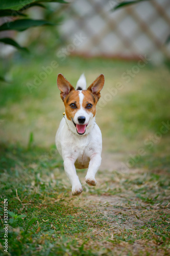 Jack Russell Terrier dog running and jumping in the backyard. © yingtanthawarak