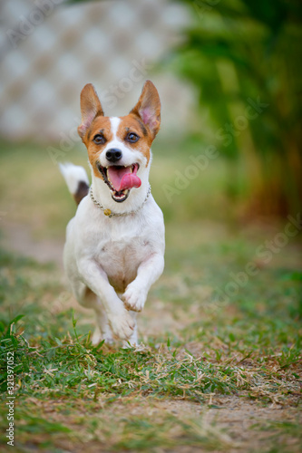 Jack Russell Terrier dog running and jumping in the backyard.