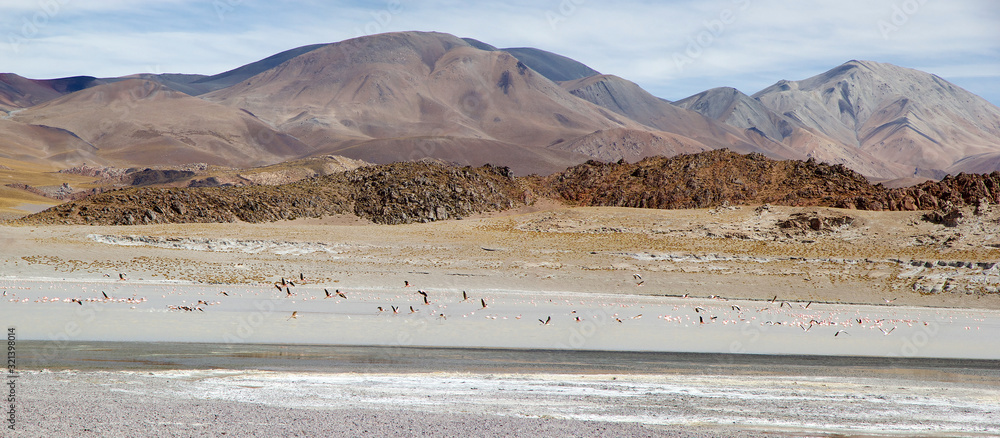 Fototapeta premium Laguna Grande in the Catamarca Province at Puna de Atacama, Argentina