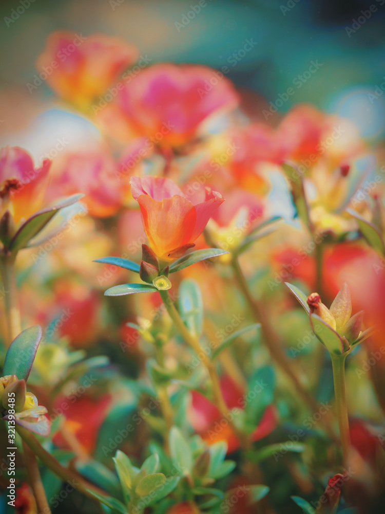 Fototapeta premium Close-up photo of Portulaca with beautiful bokeh background.