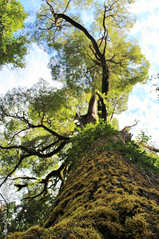 Naklejka premium tree in the park