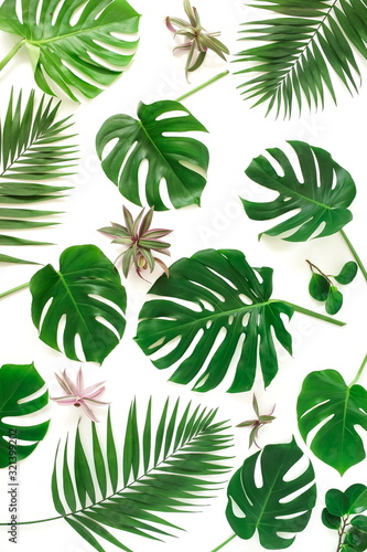 tropical green leaves pattern isolated on a white background. top view.abstract.