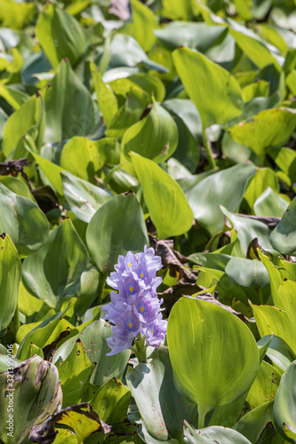 Selective focus purple Water hyacinth flower in green background.(Eichhornia crassipes)