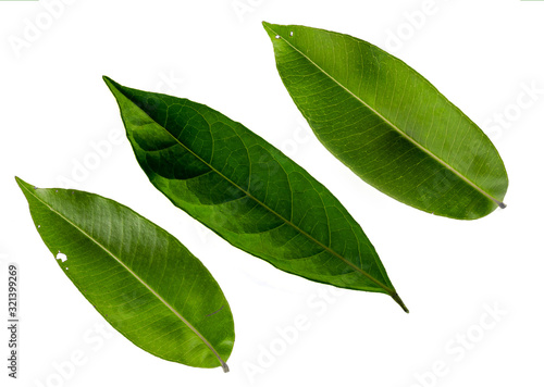 Leaves in the garden on white background. Debris after being eaten by worms. The furrows on the leaves occur naturally.