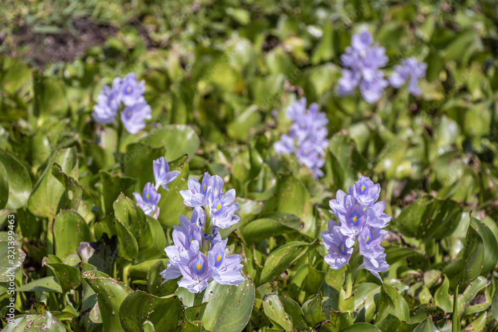 Selective focus purple Water hyacinth flower in green background.(Eichhornia crassipes) Selective focus purple Water hyacinth flower in green background.(Eichhornia crassipes)