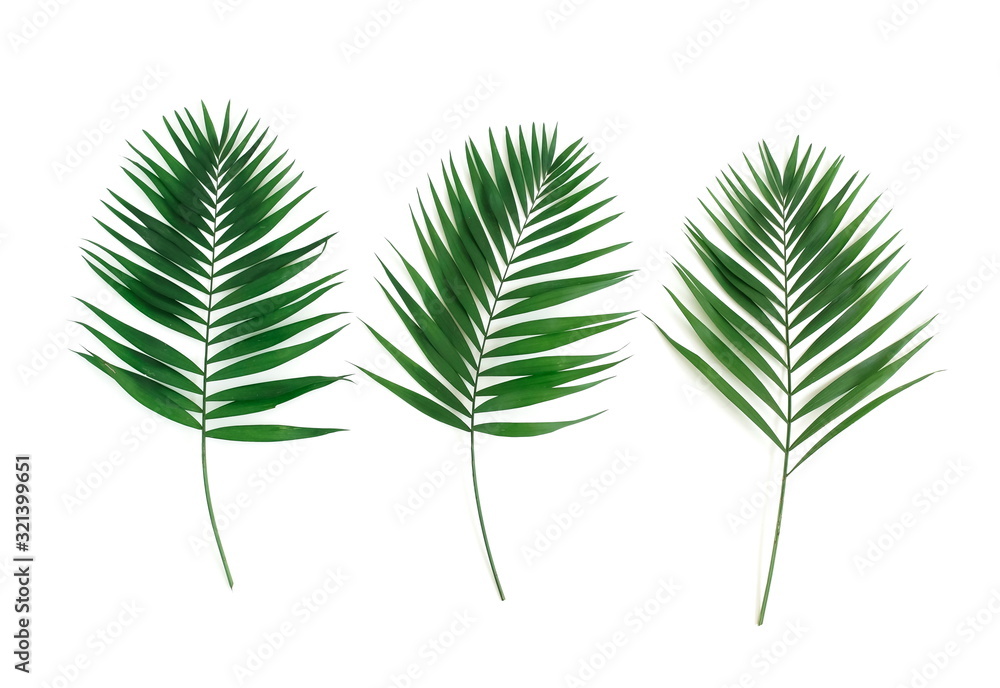 tropical green palm leaves , branches pattern frame on a white background . top view.copy space.abstract.