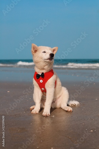 dog on beach © Mallika