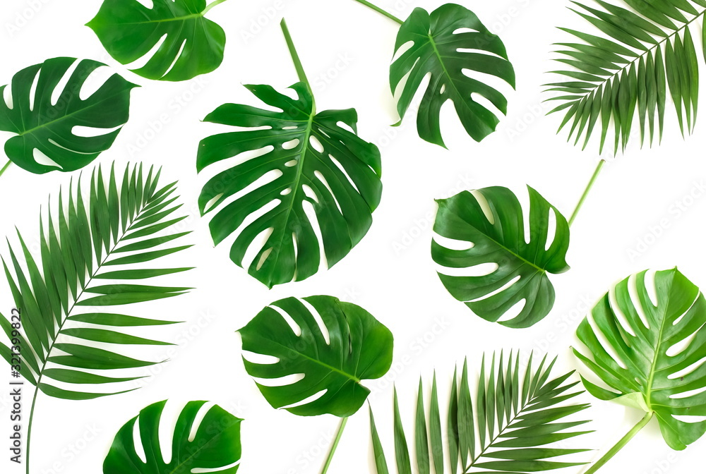 tropical green monstera leaves , branches pattern solated on a white background. top view.copy space.abstract.
