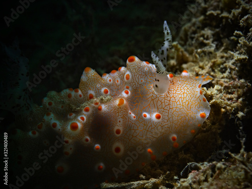 Batangas Halgerda Nudibranch (Halgerda batangas)