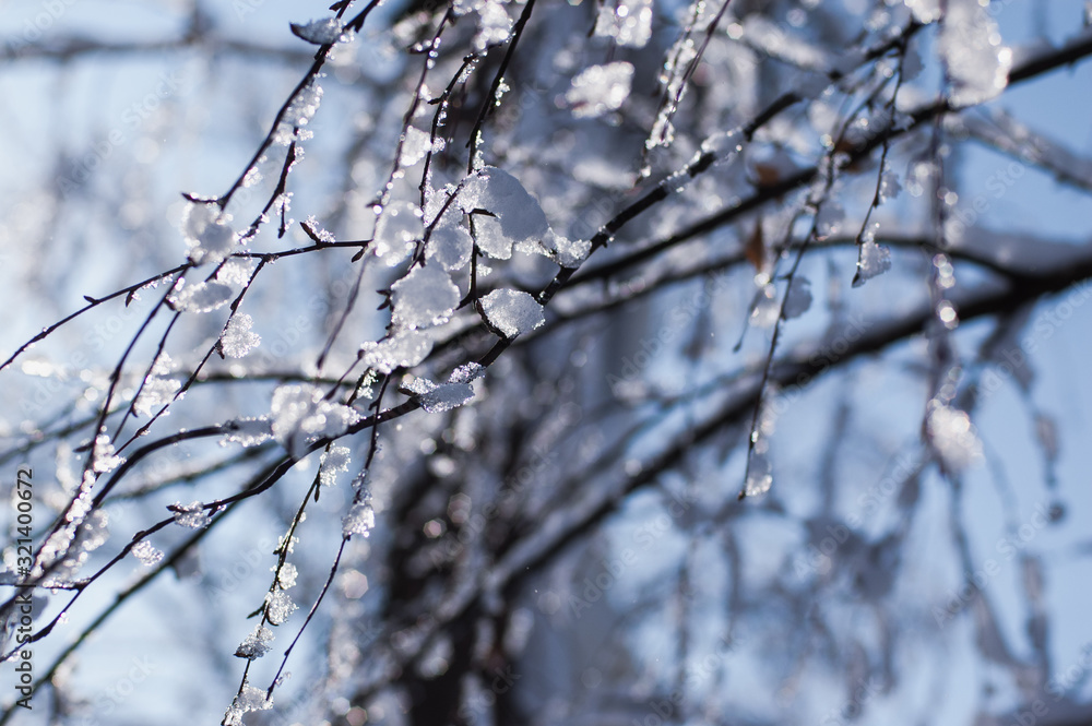 Tree branches covered by snow and ice. Tree branches on a sunny frosty day. Tree branches covered by snow and ice. Tree branches on a sunny frosty day.