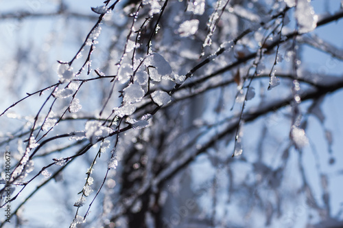 Tree branches covered by snow and ice. Tree branches on a sunny frosty day. © Igor Savenchuk