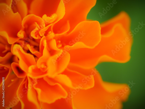 Close up photo of orange marigold with green background © poe