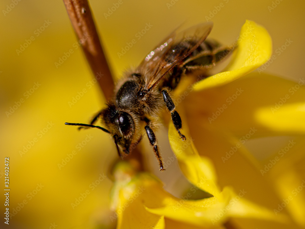 A bee collects honey from a yellow flower in spring A bee collects honey from a yellow flower in spring
