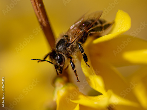 A bee collects honey from a yellow flower in spring