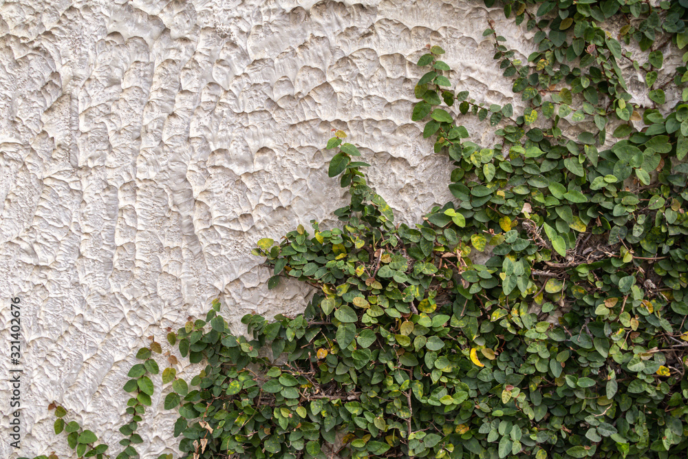 Ficus Pumila plant on white wall background.Climbing fig on the wall. Ficus Pumila plant on white wall background.Climbing fig on the wall.