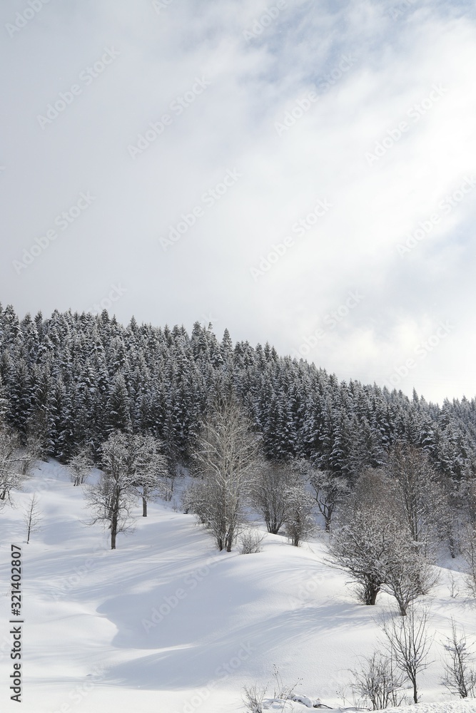 wintertime landscape photos and snowy pine trees.artvin/turkey wintertime landscape photos and snowy pine trees.artvin/turkey