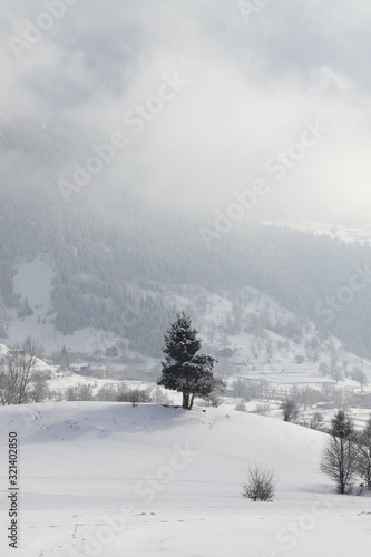 wintertime landscape photos and snowy pine trees.artvin/turkey © murat
