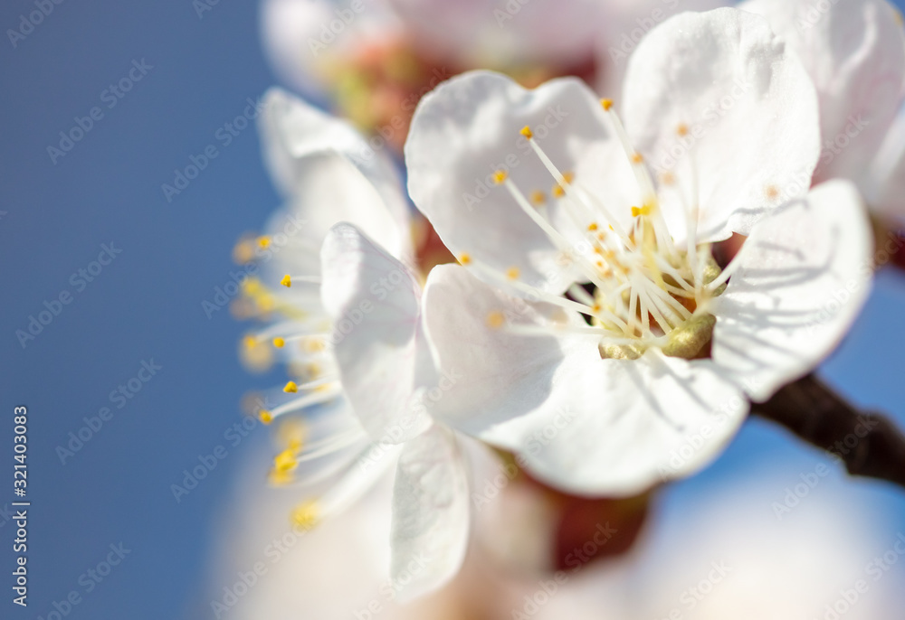 Obraz premium Apricot flowers on a background of blue sky in spring