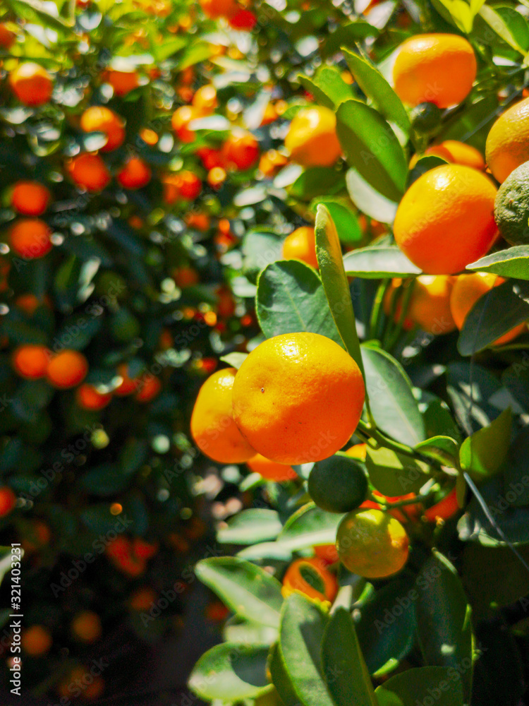 Ripe tangerines on a tree in the park