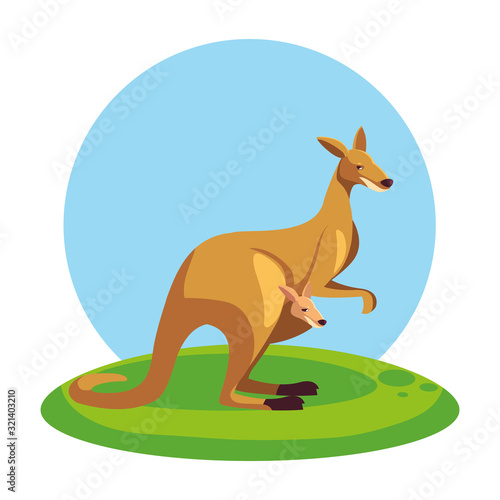 cute australian kangaroo with background landscape