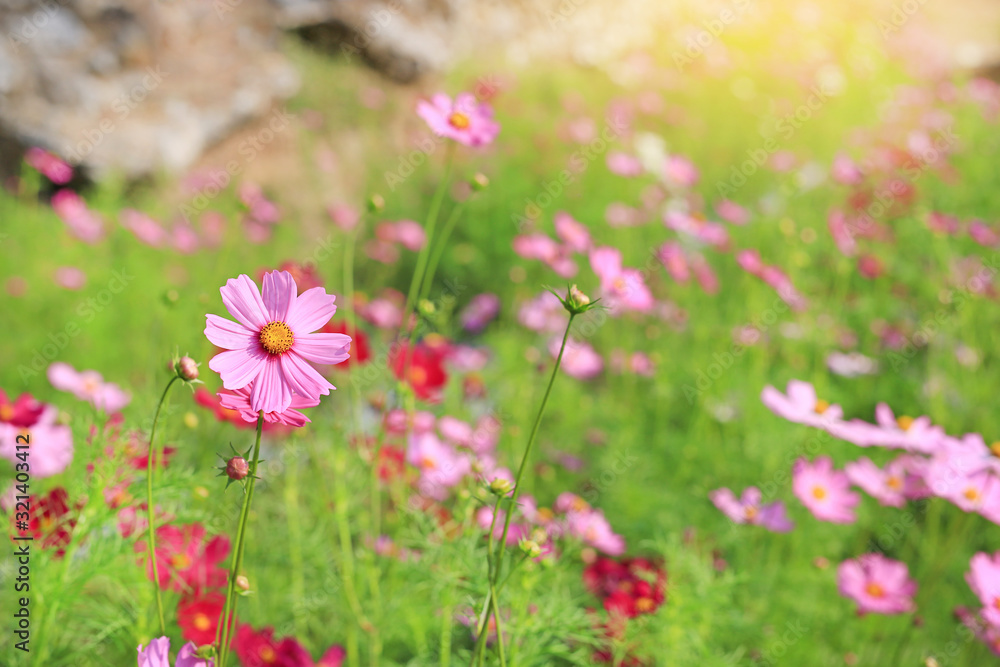 Pink and Red cosmos flower blooming in the summer garden field with rays of sunlight in nature