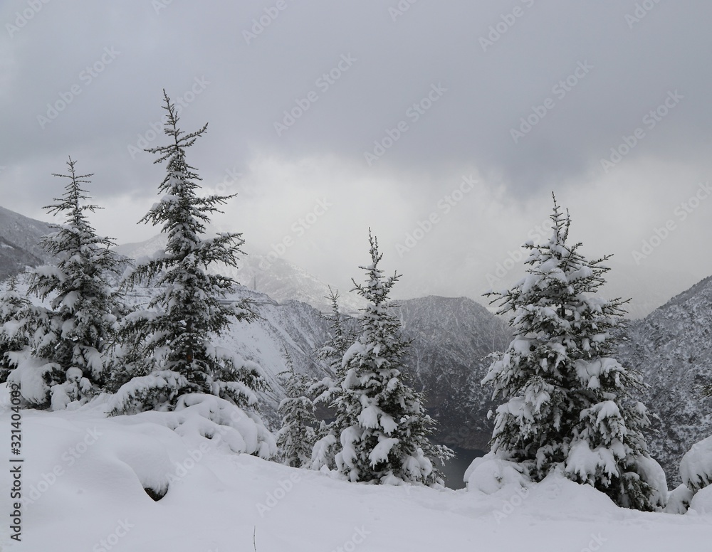 Obraz premium wintertime landscape photos and snowy pine trees.artvin/turkey
