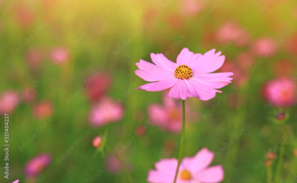Cosmos flower in the summer garden with rays of sunlight in nature Cosmos flower in the summer garden with rays of sunlight in nature
