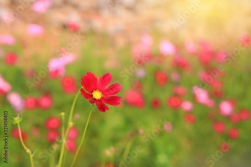 Beautiful cosmos flower in the summer garden with rays of sunlight in nature