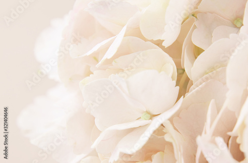 Peach hydrangea flowers for background © Ortis