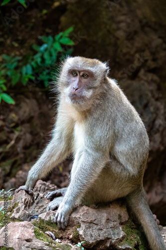 Sad monkey © sardinelly
