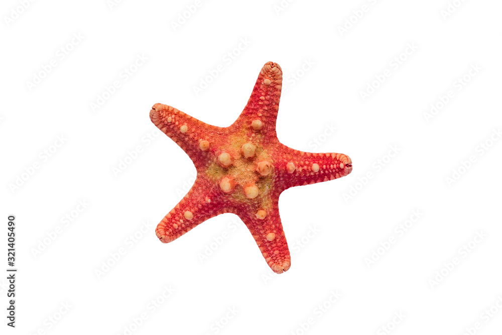 Red starfish isolated on white background with clipping path Red starfish isolated on white background with clipping path