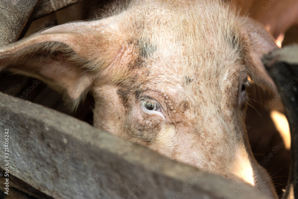 Fototapeta premium pigs at farm waiting for food. Shallow depth of field.
