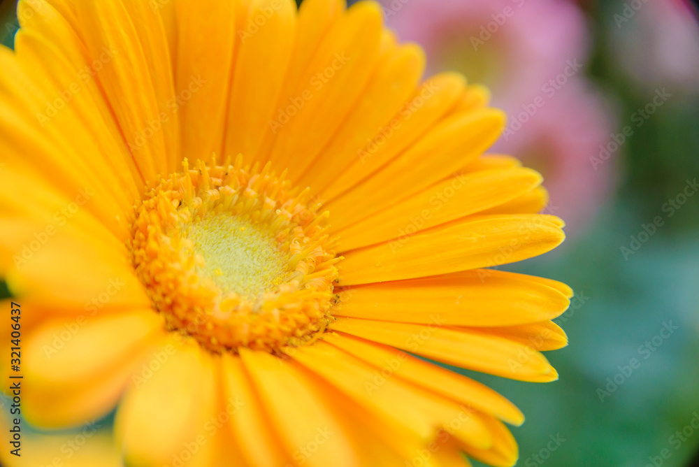 Beautiful yellow flower with blurred background in garden. Copy space Beautiful yellow flower with blurred background in garden. Copy space