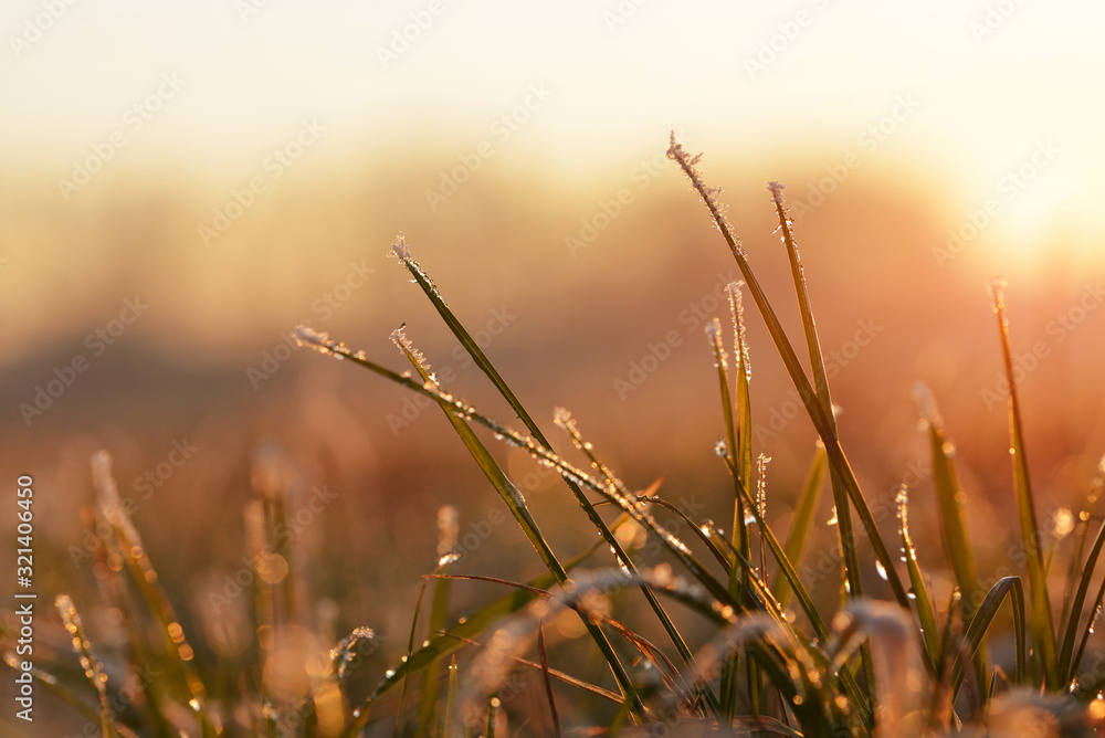 Fototapeta premium Frozen grass close up at sunset. Nature background.